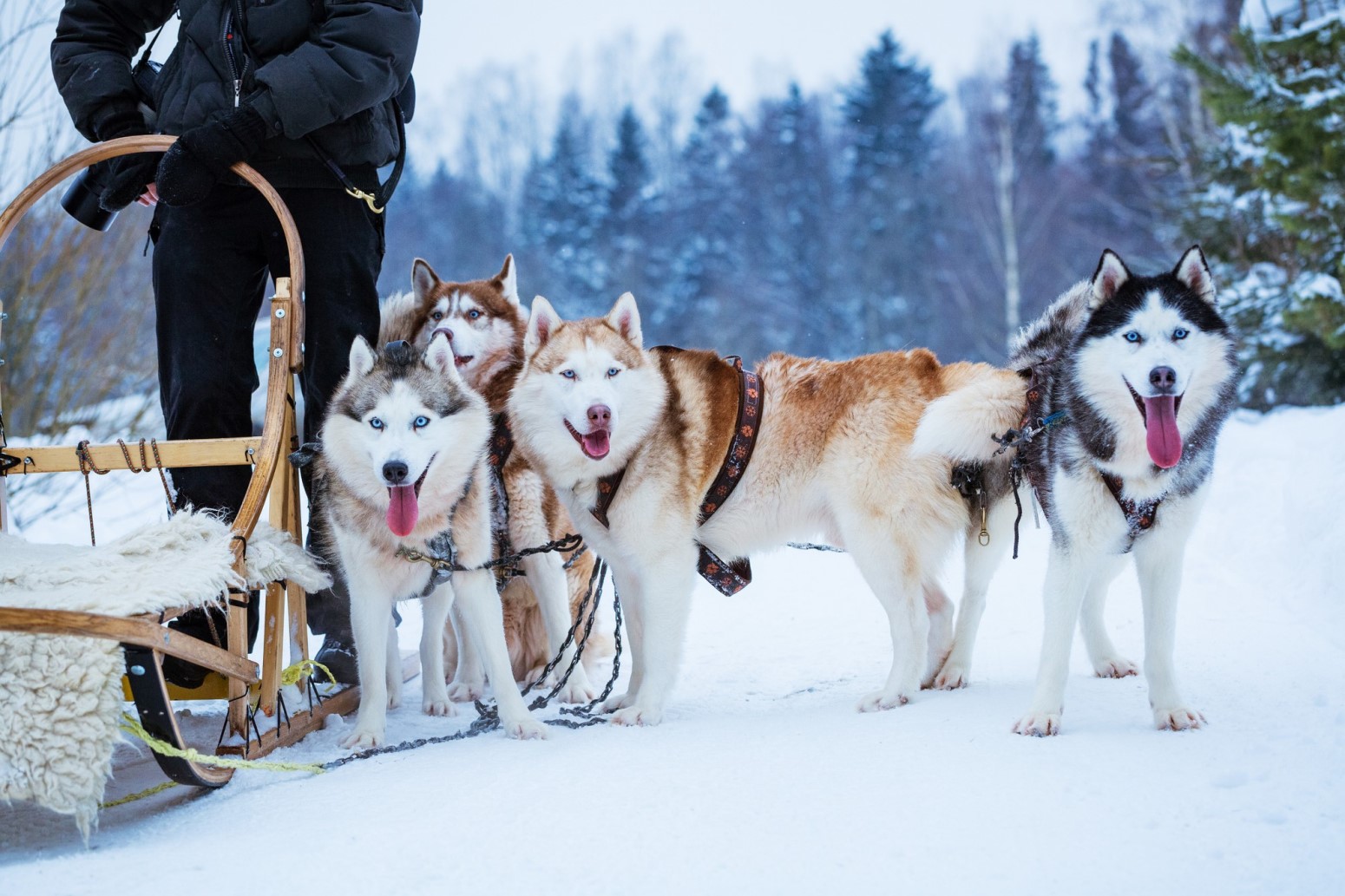 paseos huskies laponia